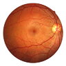 arvecular