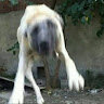 yavru